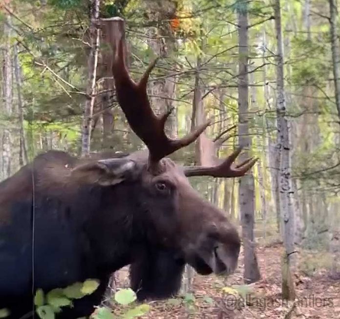 Maine-Hunter-Close-Call-with-Rutting-Bull-Moose-IMG-allagash.antlers.jpg