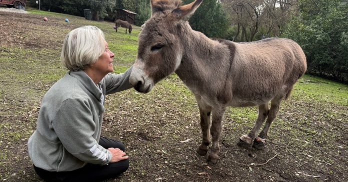 07xp-donkey-facebookJumbo-v2.jpg